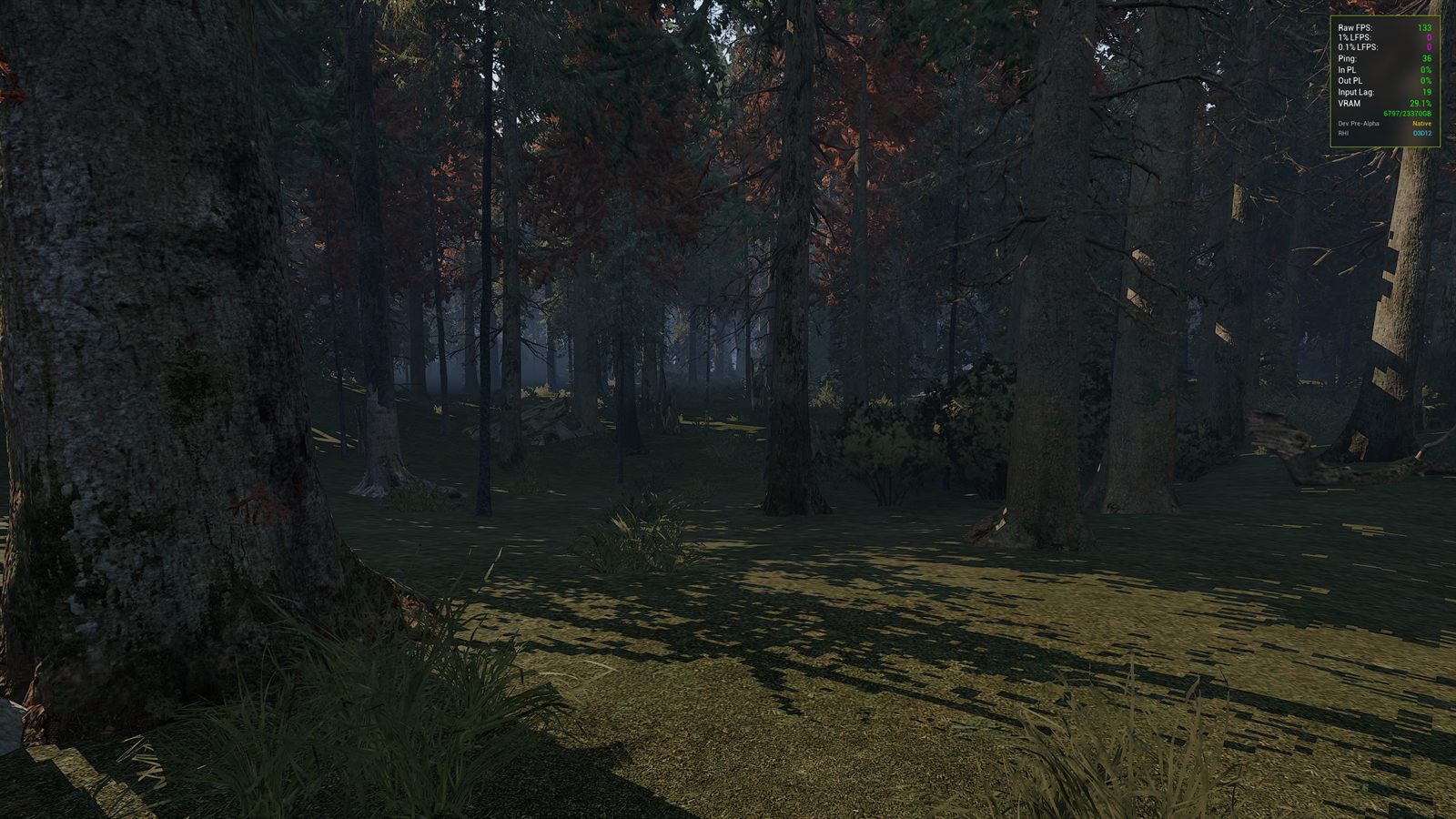 A dense pine forest with light falling through the trees onto grass and ferns