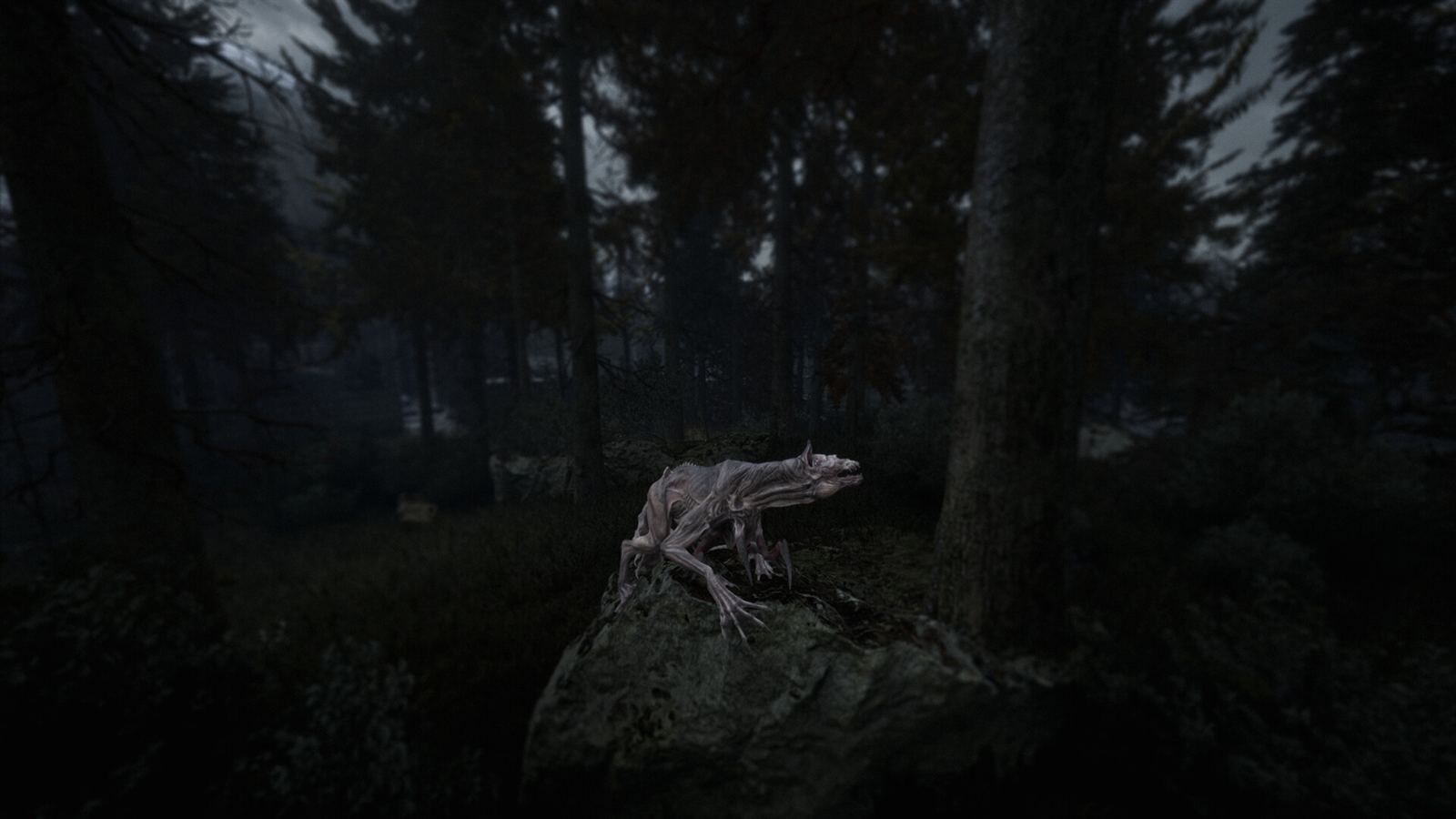A pale four legged anomaly perched on a rock in the forest, head turned toward the treeline